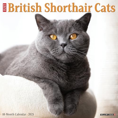 British Shorthair Cats 2025 12 X 12 Wall Calendar — Willow Creek Press