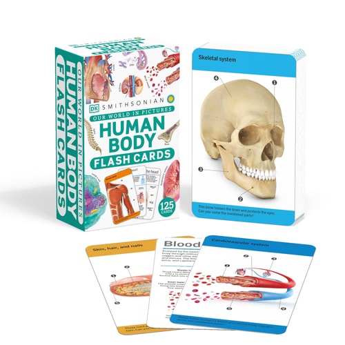 OUR WORLD IN PICTURES HUMAN BODY FLASH CARDS. — DORKLING KINDERSLEY