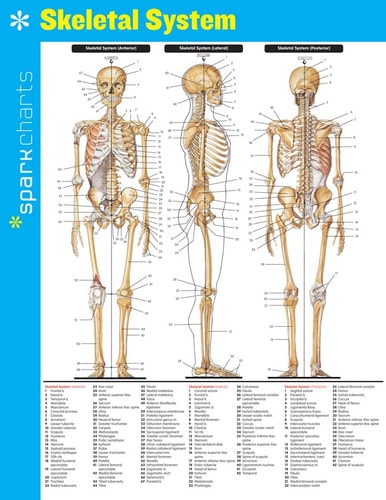 Skeletal System SparkCharts — Sparknotes