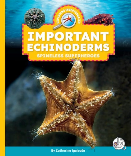 Important Echinoderms Spineless Superheroes — Catherine Ipcizade