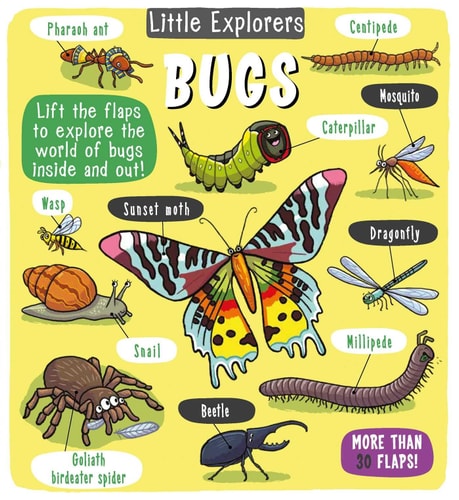 Little Explorers: Bugs — Little Bee Books