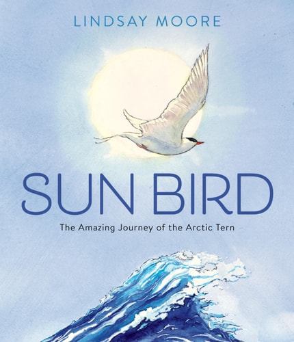 Sun Bird The Amazing Journey of the Arctic Tern — Lindsay Moore