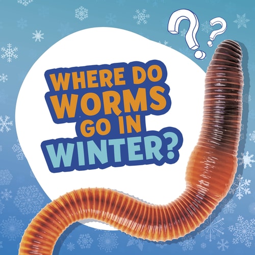 Where Do Worms Go in Winter? — Ellen Labrecque