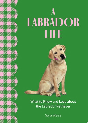 A Labrador Life What to Know and Love About the Labrador Retriever — Sara Weiss