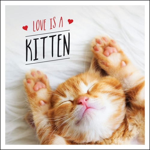 Love is a Kitten A Cat-Tastic Celebration of the World s Cutest Kittens — Charlie Ellis