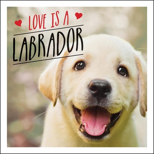 Love Is A Labrador A lab-tastic celebration of the world’s favourite dog — Charlie Ellis