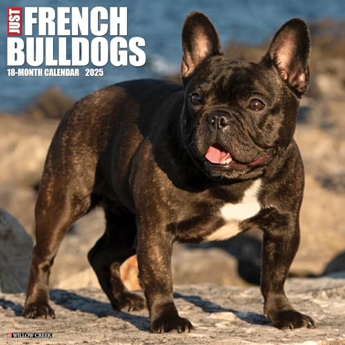 French Bulldogs 2026 12 X 12 Wall Calendar — Willow Creek Press