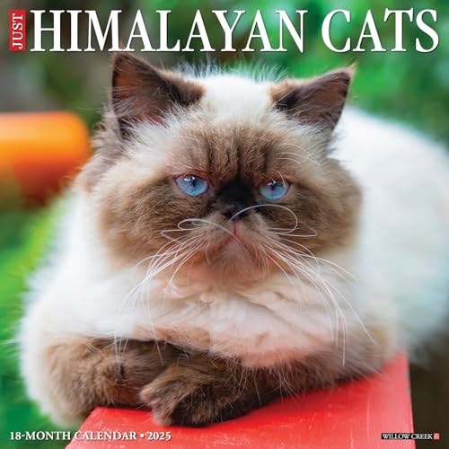 Just Himalayan Cats 2025 12 X 12 Wall Calendar — Willow Creek Press