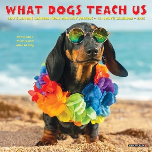What Dogs Teach Us 2026 7 X 7 Mini Wall Calendar — Willow Creek Press