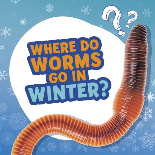 Where Do Worms Go in Winter? — Ellen Labrecque