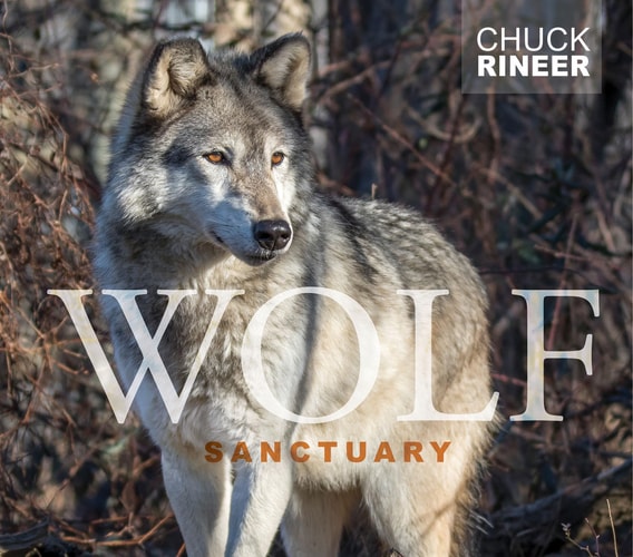 Wolf Sanctuary The Wolves of Speedwell Forge — Chuck Rineer