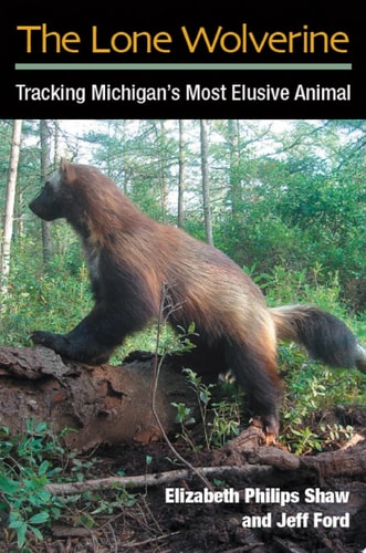 The Lone Wolverine Tracking Michigan’s Most Elusive Animal — Elizabeth Philips Shaw