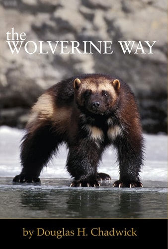 The Wolverine Way — Douglas H. Chadwick