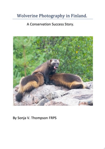 Wolverine Photography in Finland: A Conservation Success Story — Sonja V. Thompson FRPS
